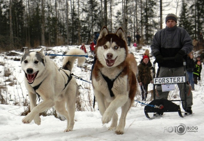 Sleddog 