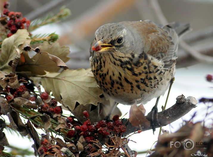 Turdus pilaris /Pelēkais strazds/.