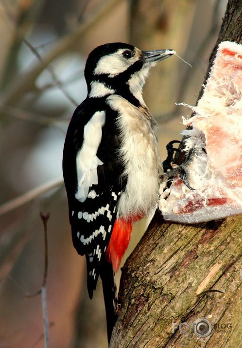 Kārumnieks