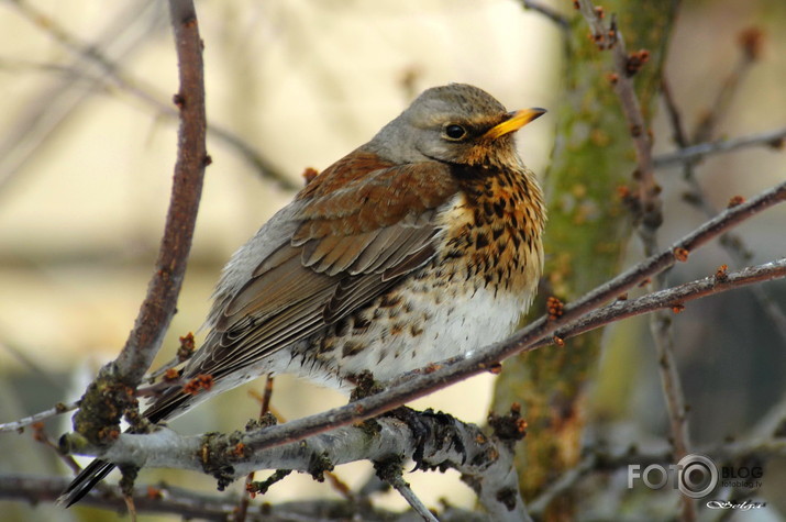 Turdus pilaris/<wbr/>Pelēkais strazds/.