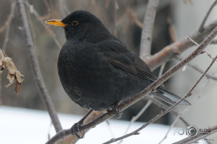 Turdus melura/Melnais meža strazds/.