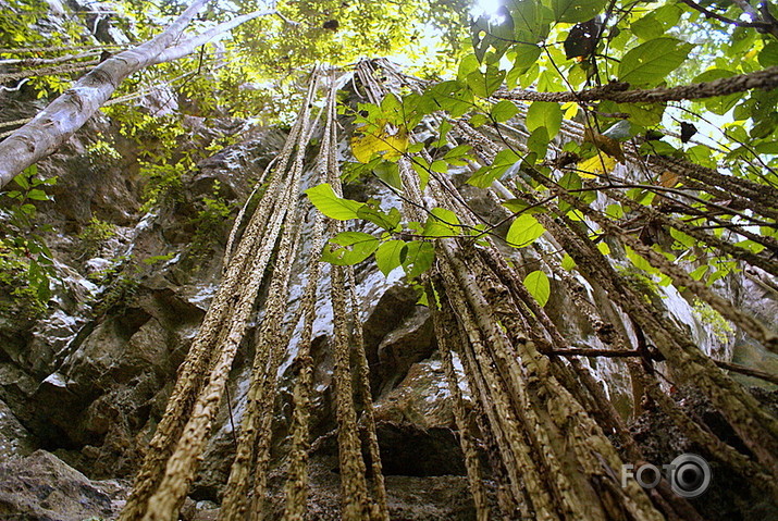 Liānas