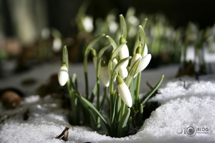 Vēl tikai 20 dienas... nevaram sagaidīt!!!