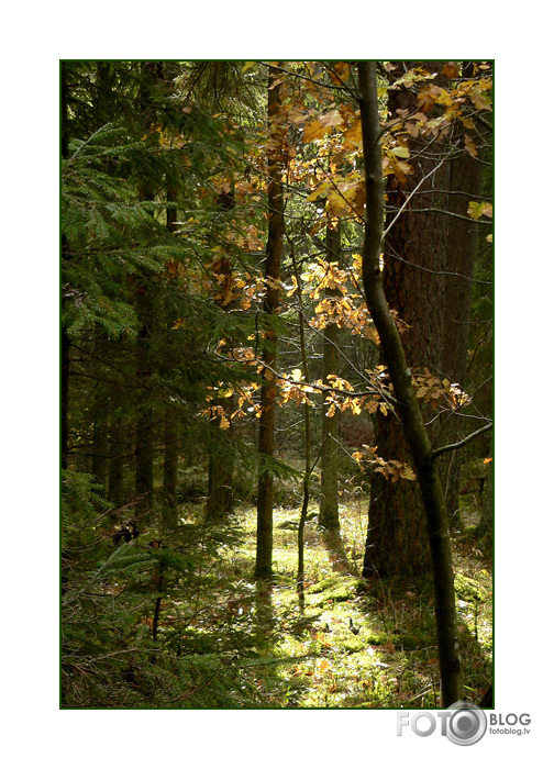 Koksngraužu rudens