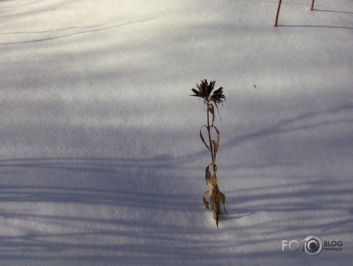 Es meitiņa kā rozīte!...biju.