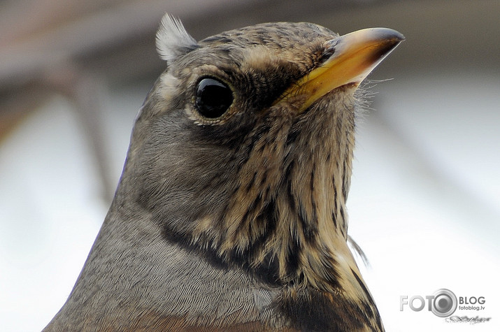 Ieraksts pasē- Turdus pilaris.