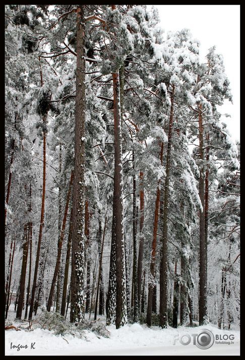 Rīts Jurmalā 2009