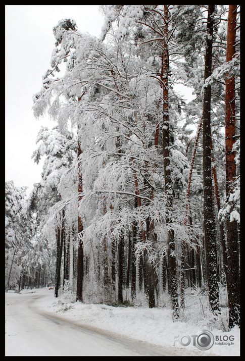 Rīts Jurmalā 2009