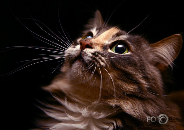 Diva 2.