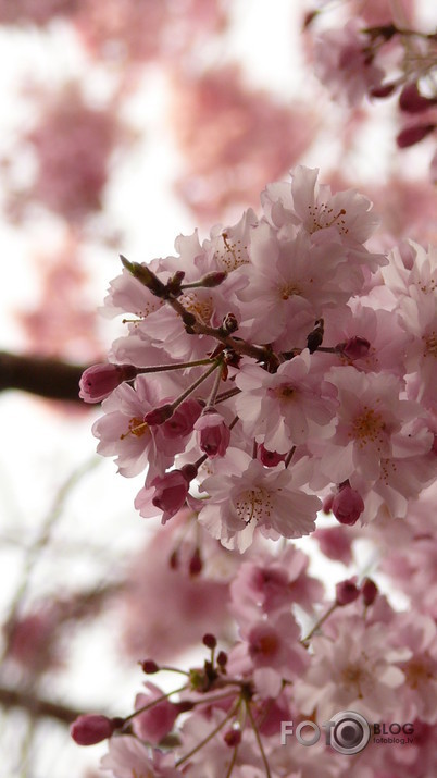 sakura