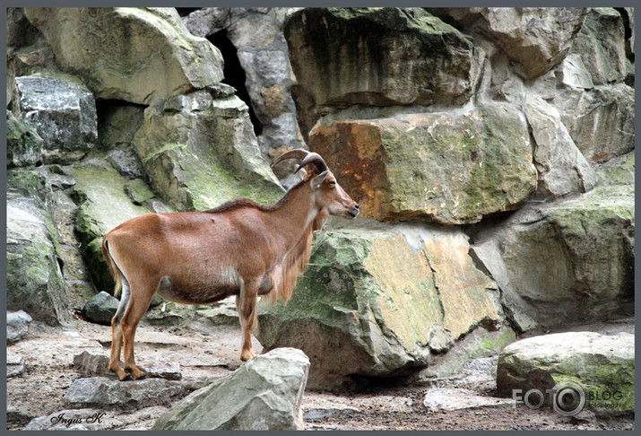 Vācijas ZOO