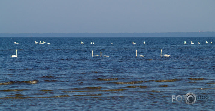 Sestdienas pelde