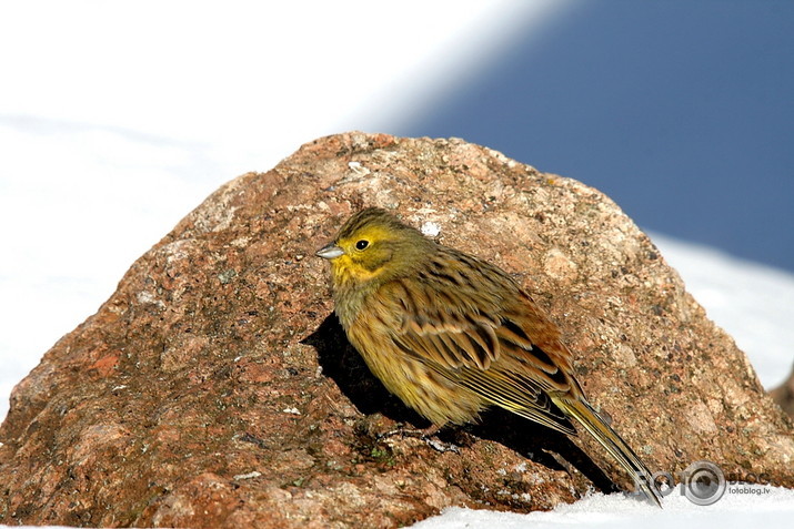 Tomēr siltāk kā uz sniega
