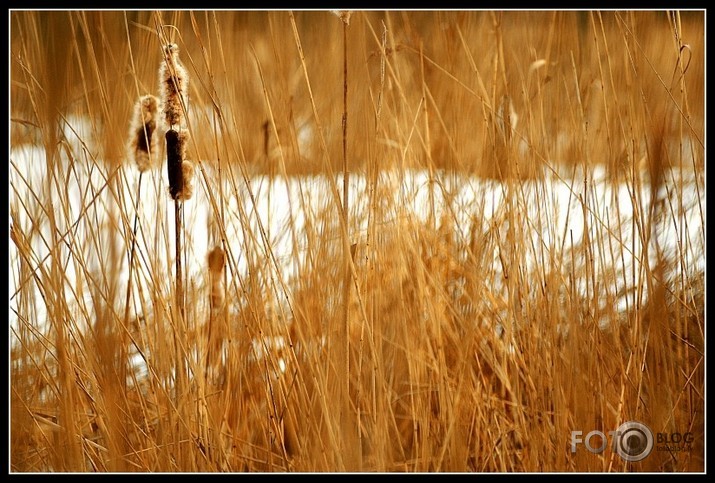 Fotodīkdienis Ķemeros