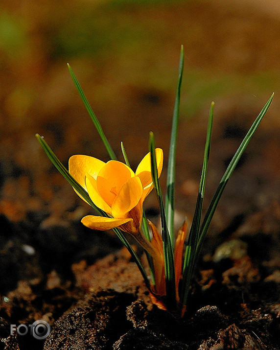 Banalissimo primavera