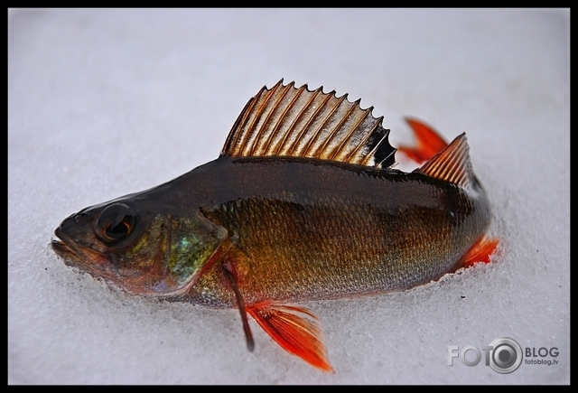 Smukulis