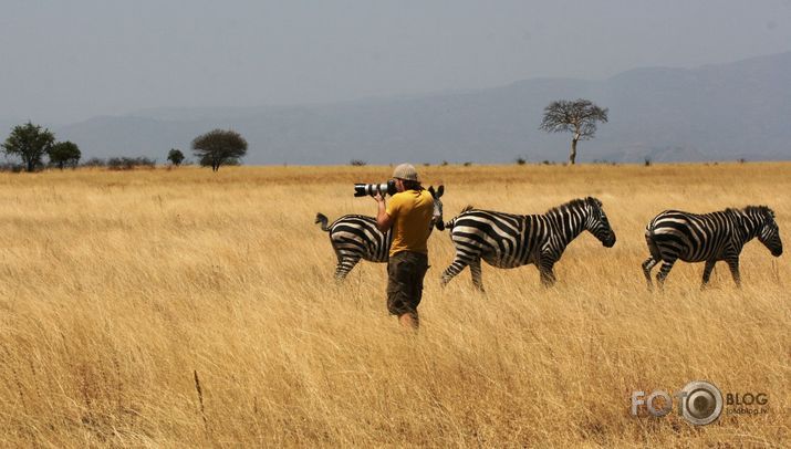 Kur ir tās solītās zebras???