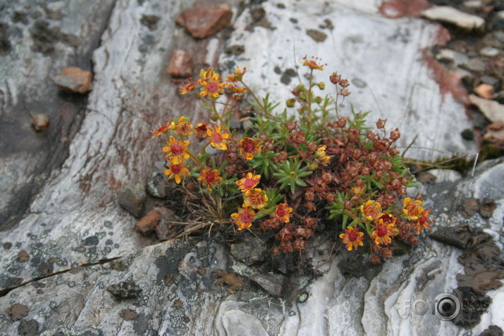 wild flowers