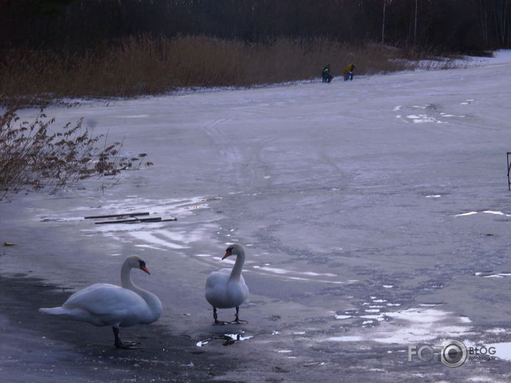 pārīši ;)