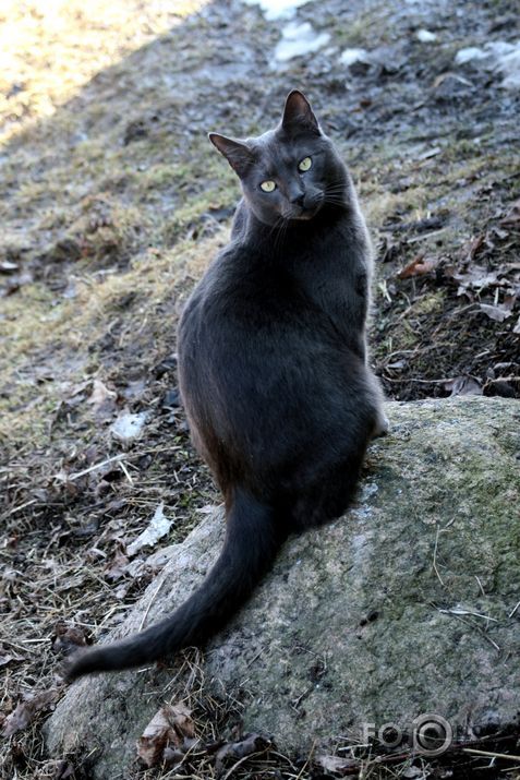 Lauku sīkumi.