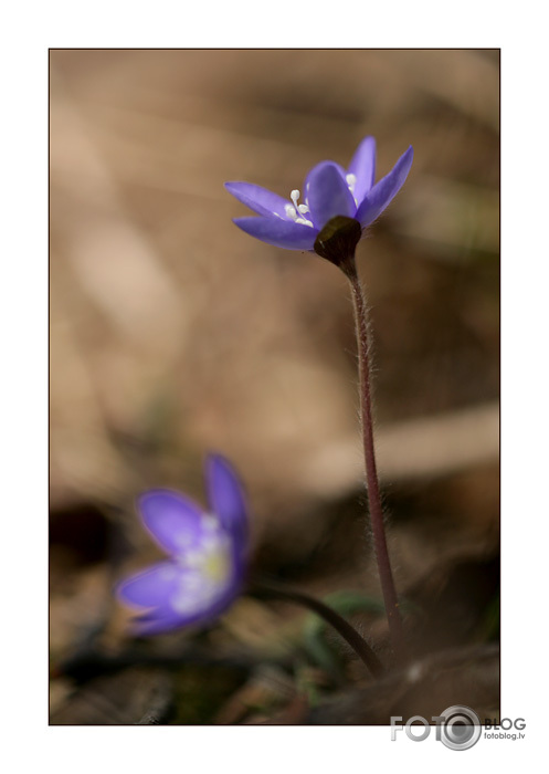 Hepatica nobilis