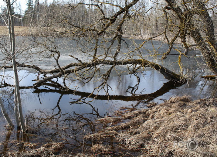 zibenstalka