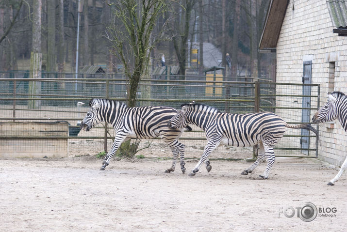 Zebras arī nārsto:)