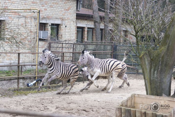 Zebras arī nārsto:)