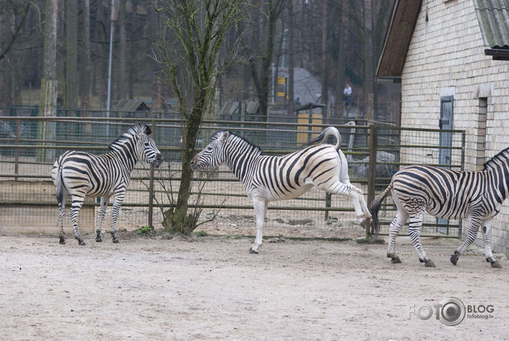 Zebras arī nārsto:)