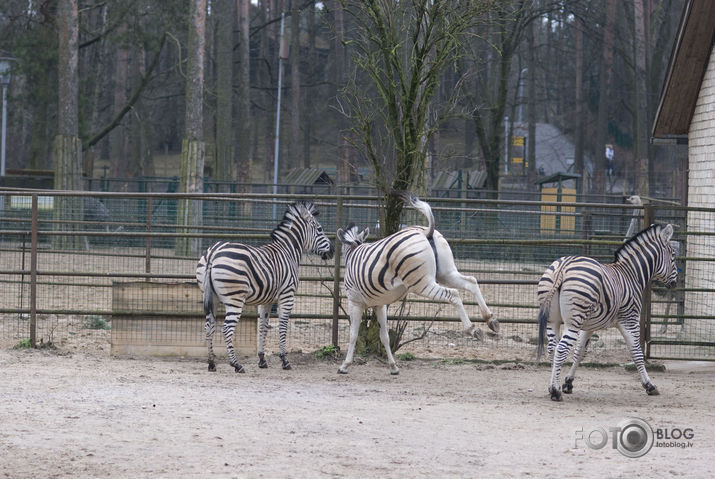 Zebras arī nārsto:)