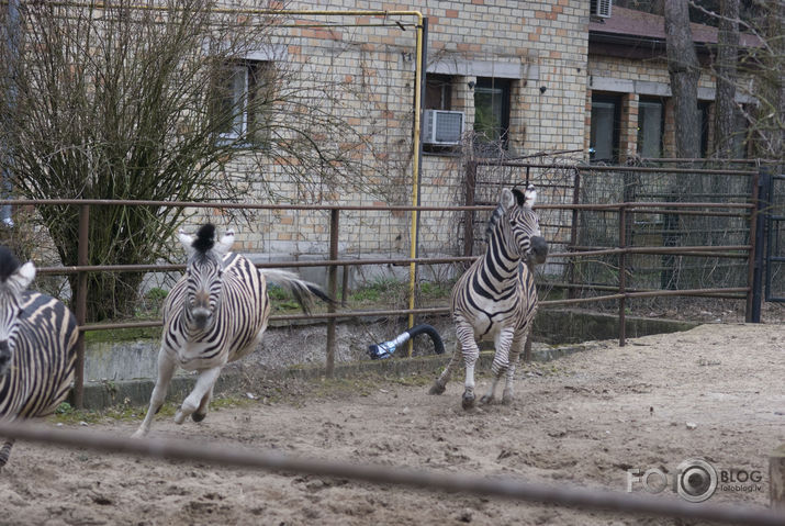 Zebras arī nārsto:)