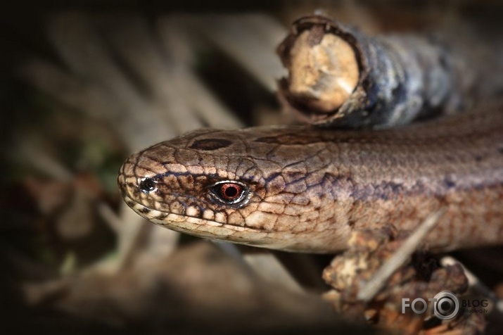 Anguis fragilis