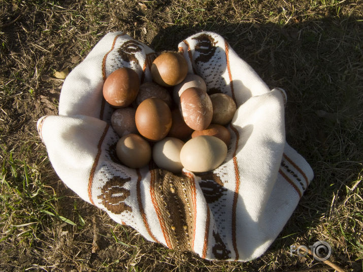 Zaķolu medības