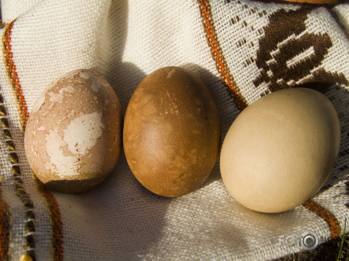 Zaķolu medības