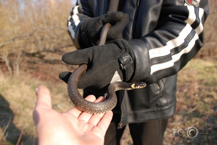 Tārpu medības