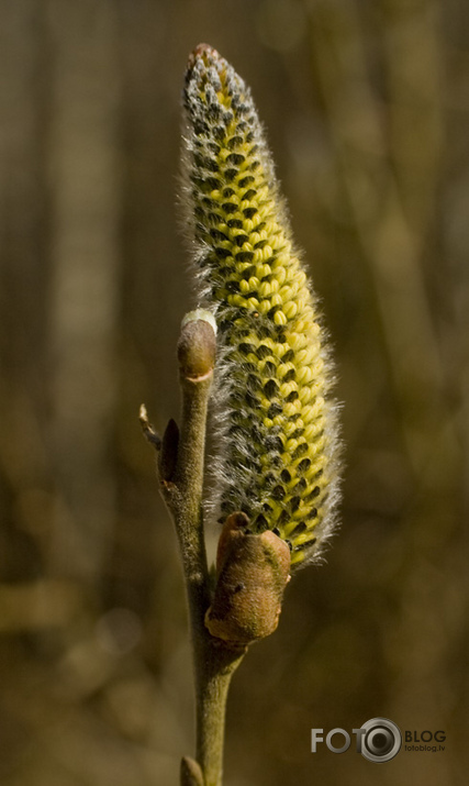 PŪPOLĪTIS