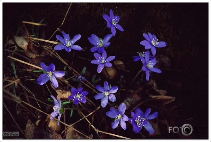 [hepatica nobilis]