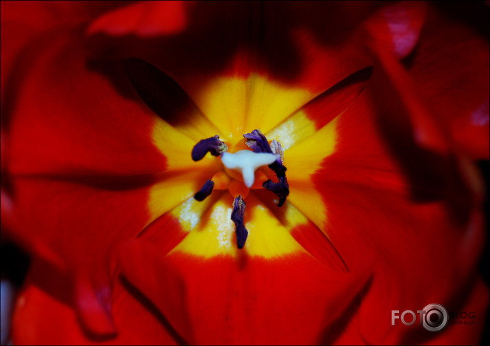 tulpe.