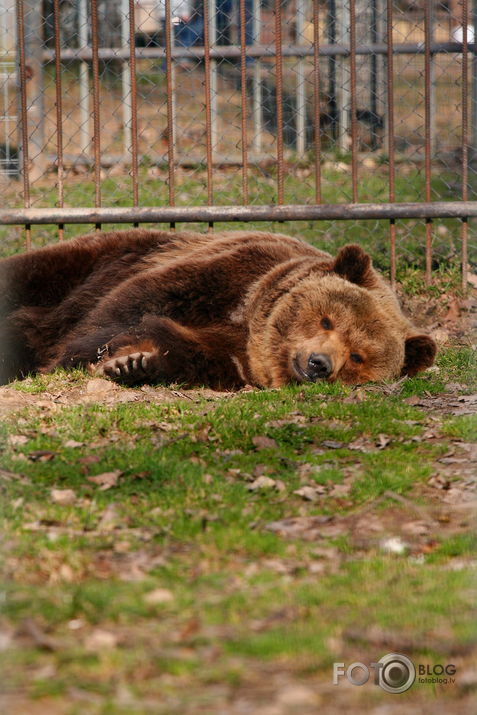 Zvēruparka zvēri.