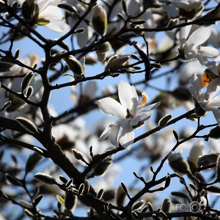 magnoliju putenis