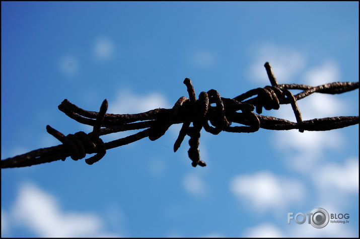 Thorn