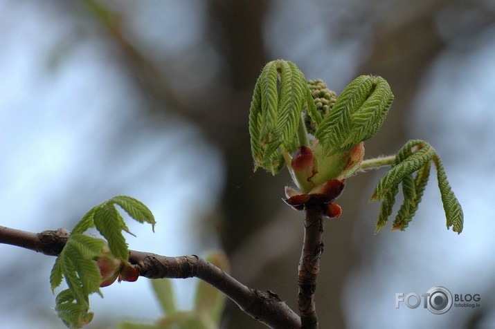 Laiskā jūrmala