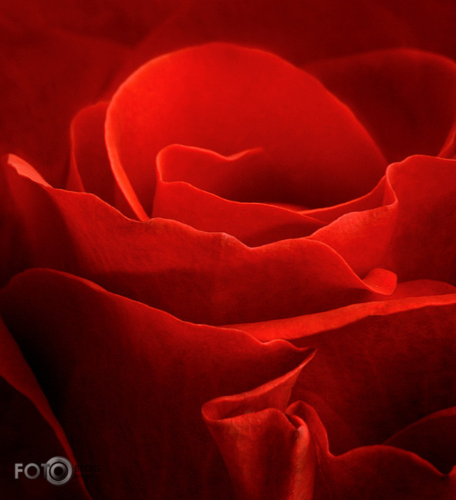 roze