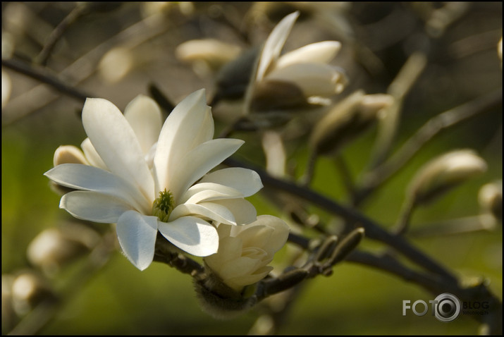 Magnolia x loebneri