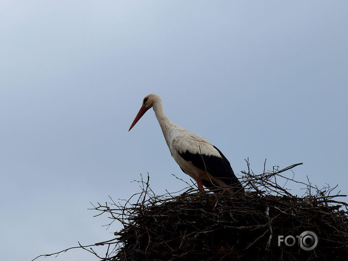 Pirmais pavasaris