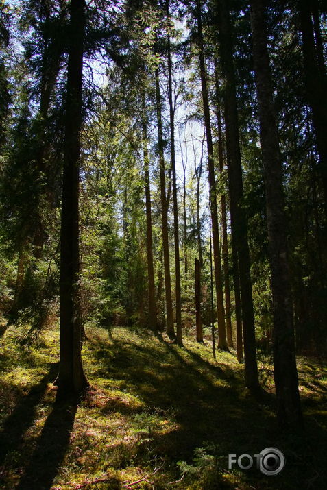 Līgatnes dabas taku ejot