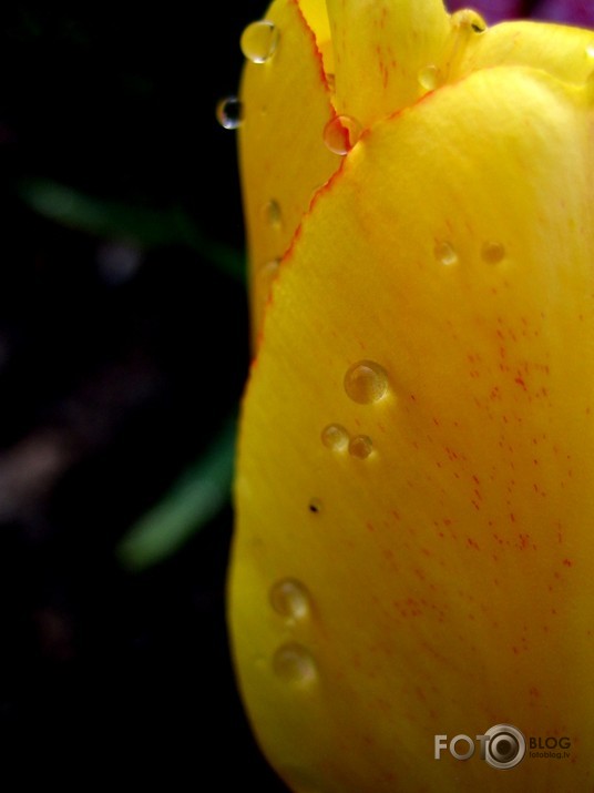 raindrops