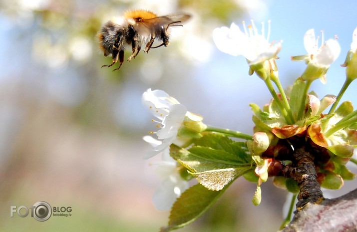 Bumblebee feel like a butterfly..