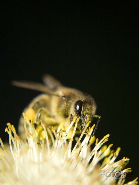 Bite