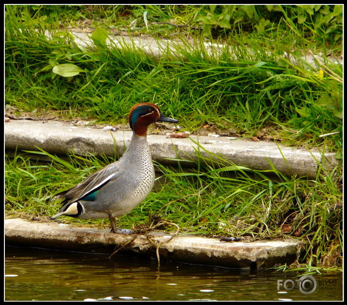 krīkļa kāpiens